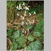 saxyfraga stolonifera.jpg